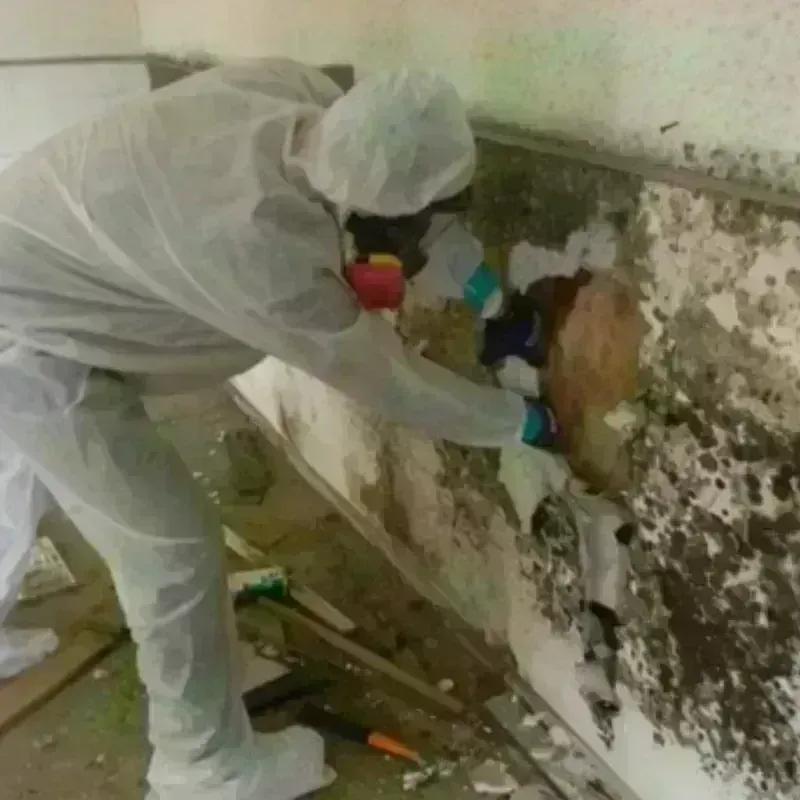 Mold Remediation and Removal in Wellton, AZ